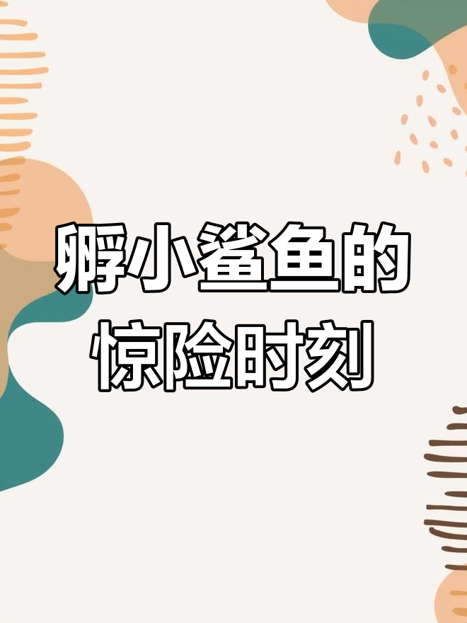 小鲨鱼孵化全过程,血管清晰可见!