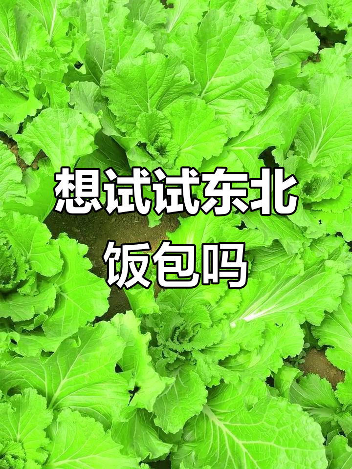 东北大白菜新吃法,饭包你尝过吗?