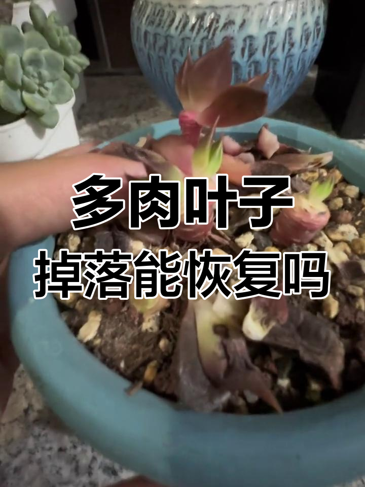 黑王子多肉还能救吗?
