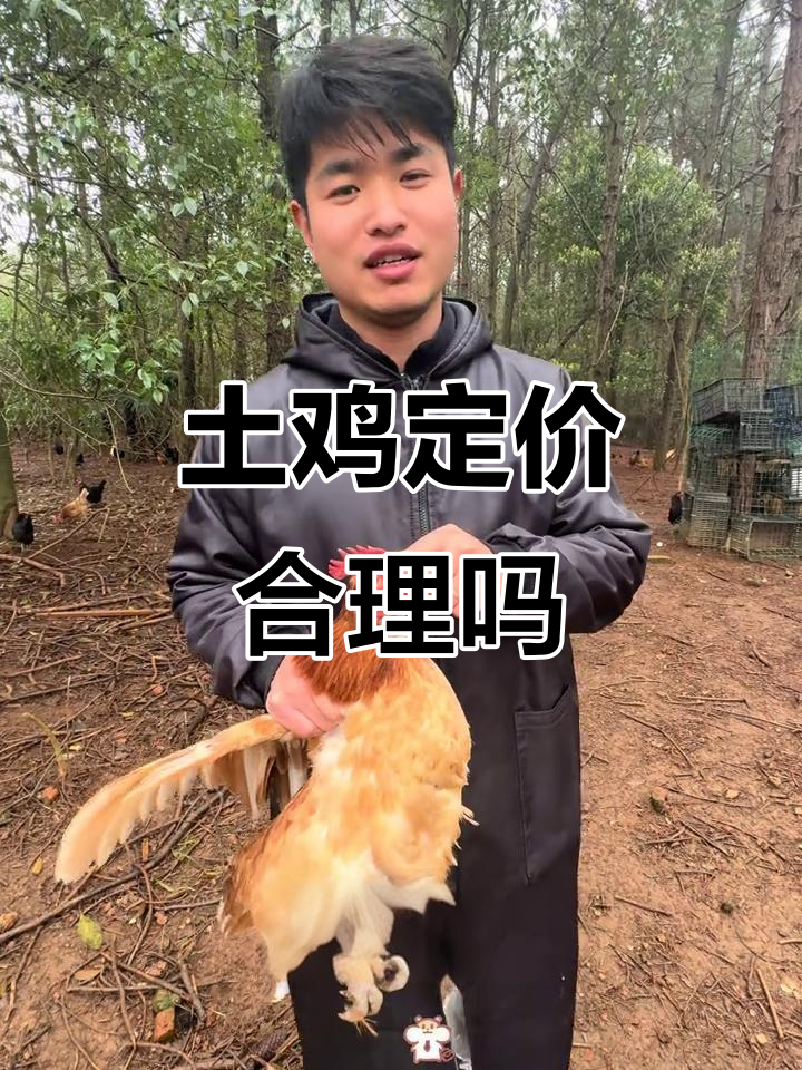 土鸡价格到底该卖多少?湘南地区的市场调查
