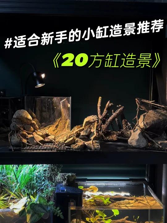 适合新手的小缸造景推荐“20方缸造景”