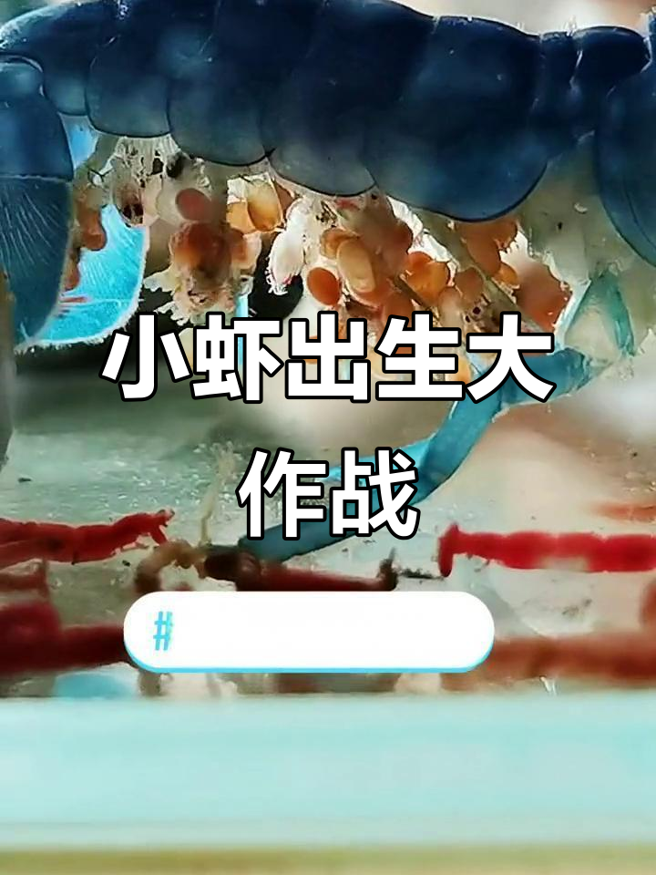 虾妈妈抱卵20天,小虾破壳惊喜不断!