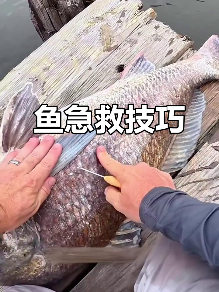 鱼翻肚皮急救法,鳞片下方操作让小家伙重生
