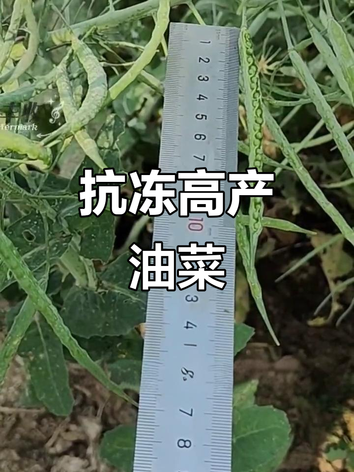 长虹油99，抗寒耐旱，高含油量，优质油菜品种