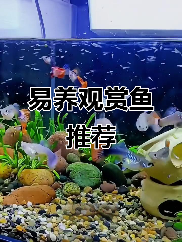 推荐四种易养观赏鱼,最后一种超适合群游!