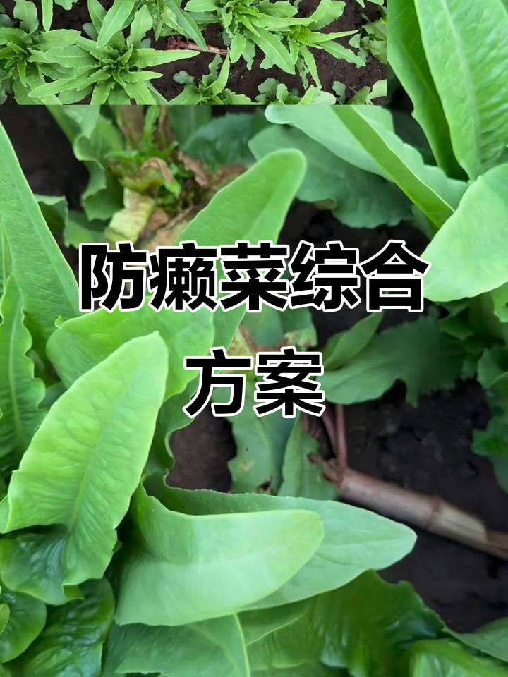 油麦菜防治癞病，虫药与浇水双管齐下