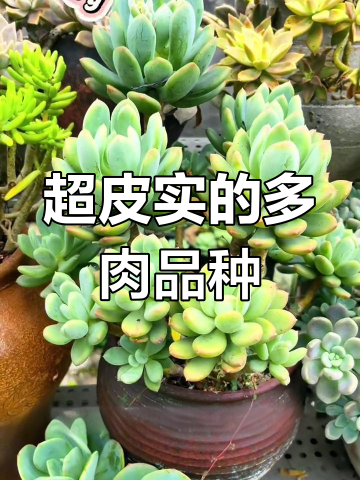 灰姑娘多肉:耐高温又好养,颜色状态可待