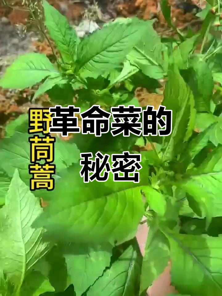 野筒蒿竟是革命菜,饥荒年代的救命草
