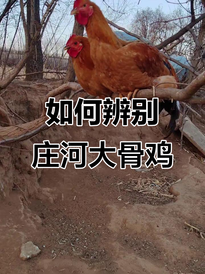 庄河大骨鸡真假难辨，海哥带你探秘正宗养殖基地