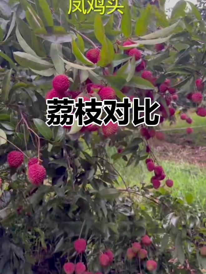 荔枝大比拼,三种品种各具特色,快来了解!