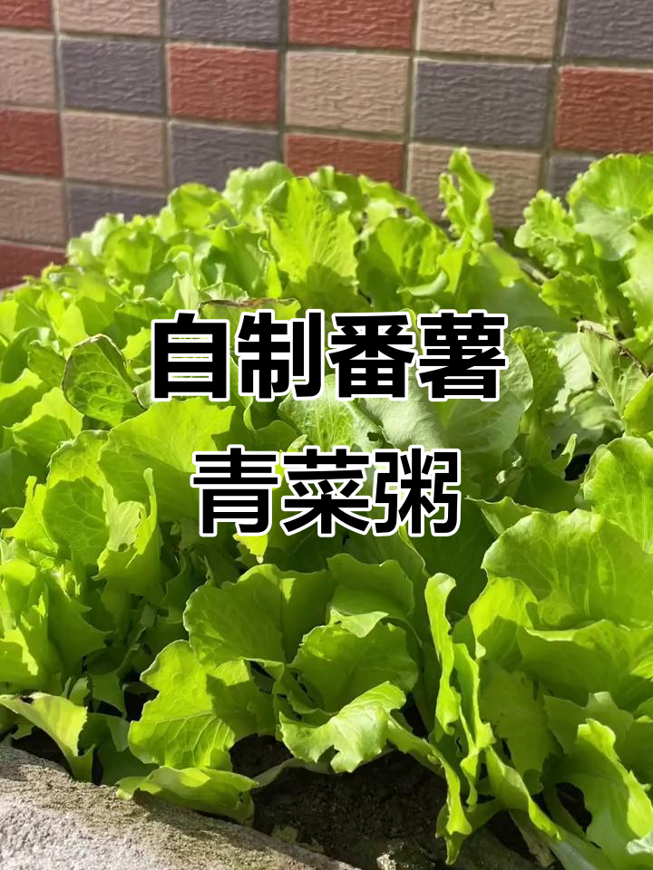 番薯青菜粥,简单又美味
