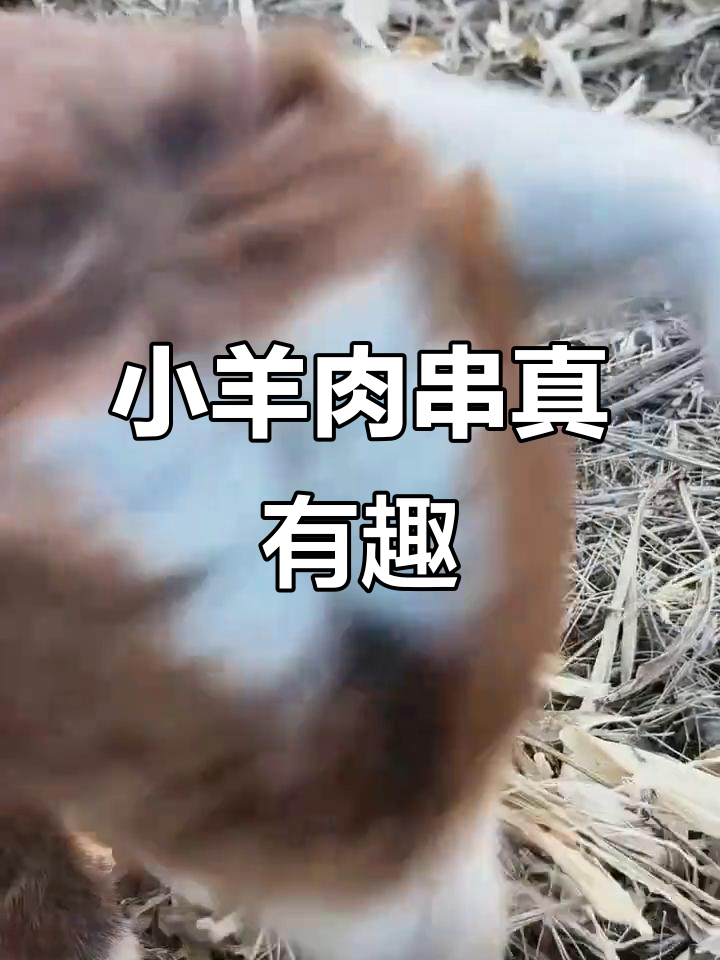 小羊肉串太可爱,竟然开始咬我!