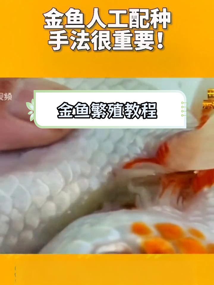 金鱼繁殖过程揭秘:如何配对与孵化