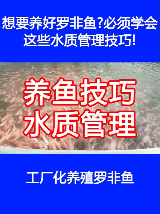 想要养好罗非鱼?须学会这些水质管理技巧?