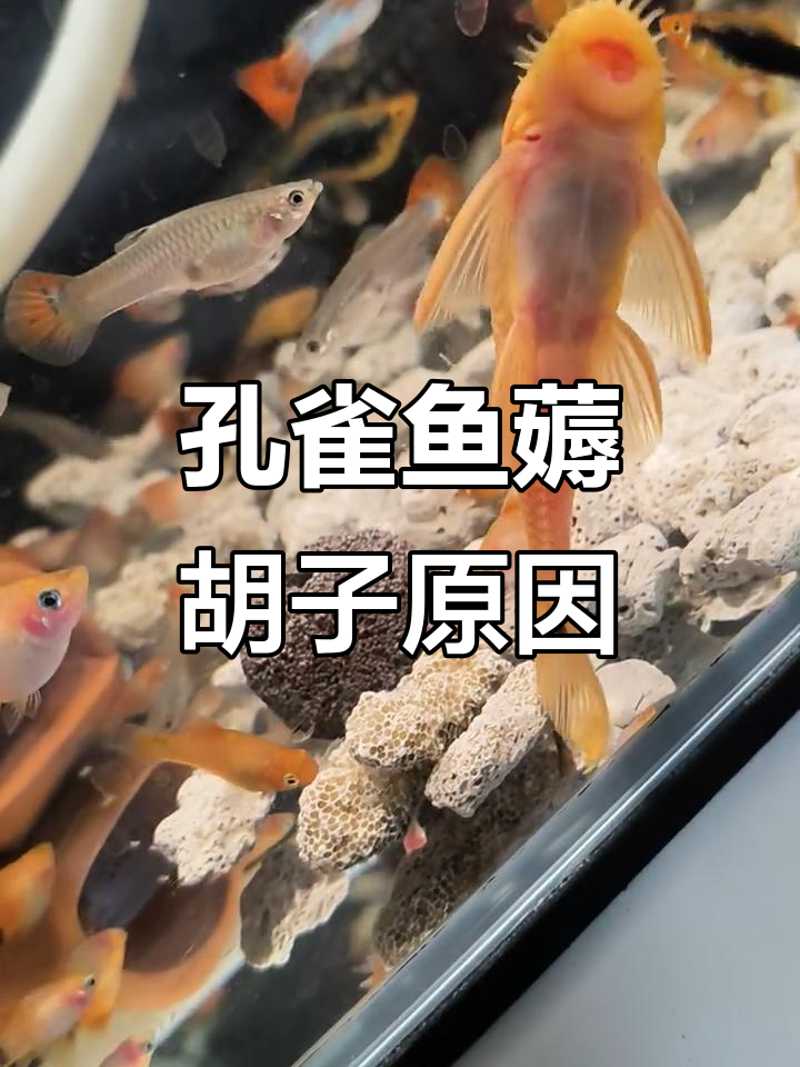 孔雀鱼为何不停薅黄金大胡子的胡子?