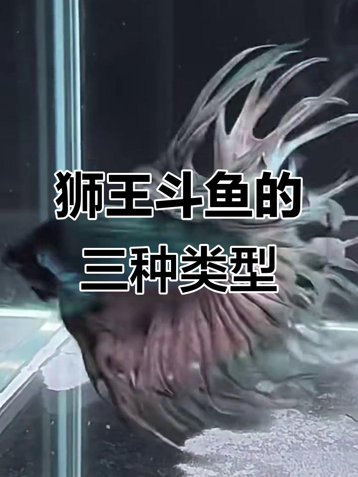 狮王斗鱼三大品种揭秘:哈弗森、国王CT与三角尾