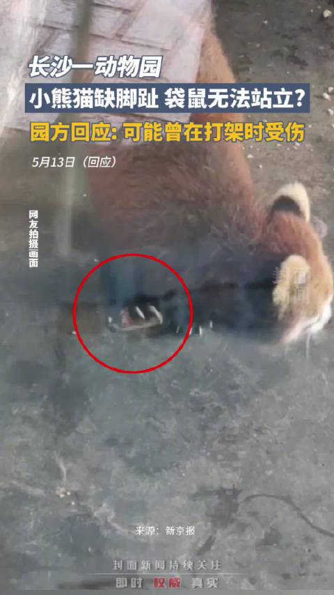 「官方回应动物园小熊猫缺脚趾:不存在虐待动物」官方否认长沙生态动物园虐待动物 5月12日,