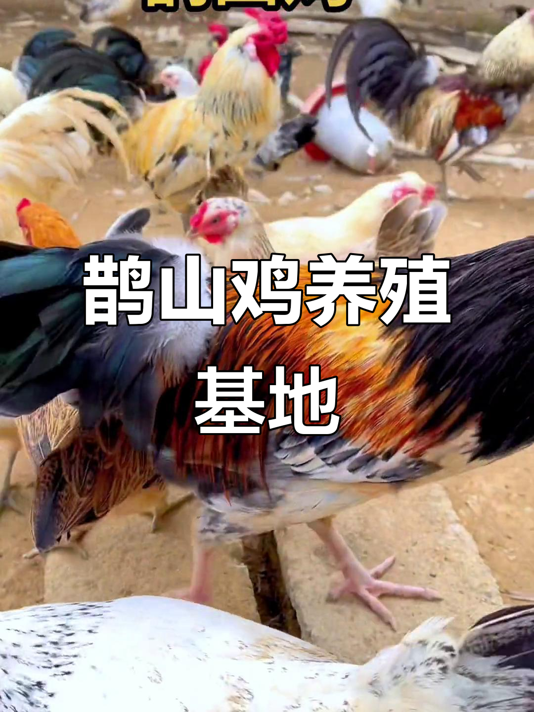 纯种鹊山鸡养殖基地,绿色养鸡助力农村致富