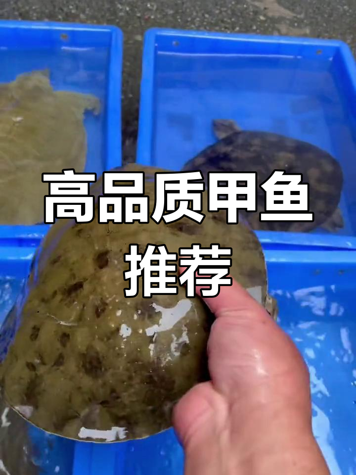 精选甲鱼品种解析