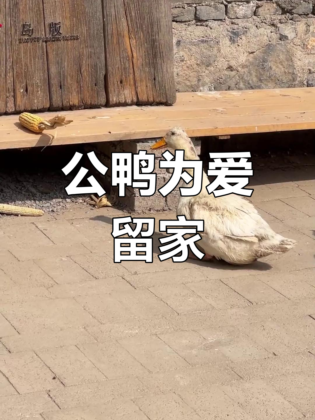 受伤母鸭春天恋爱，公鸭为她放弃自由