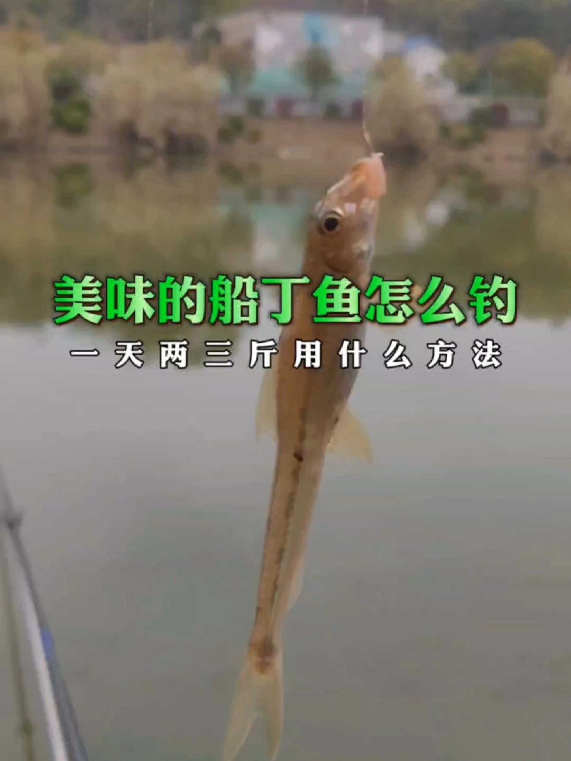 美味的船丁鱼要怎么钓