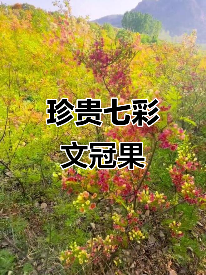 七彩文冠果,东北稀有珍宝,罕见又美丽