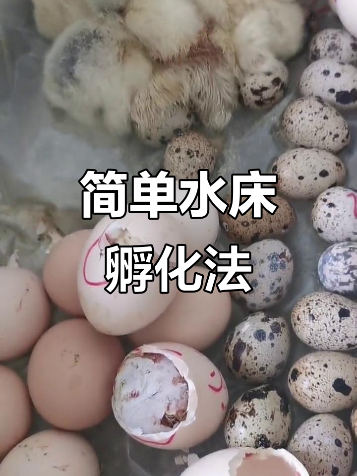 水床孵化器轻松孵蛋,21天出壳小鸡活泼可爱