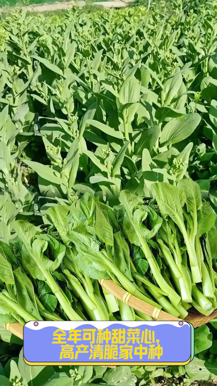 全年可种甜菜心,高产清脆家中种
