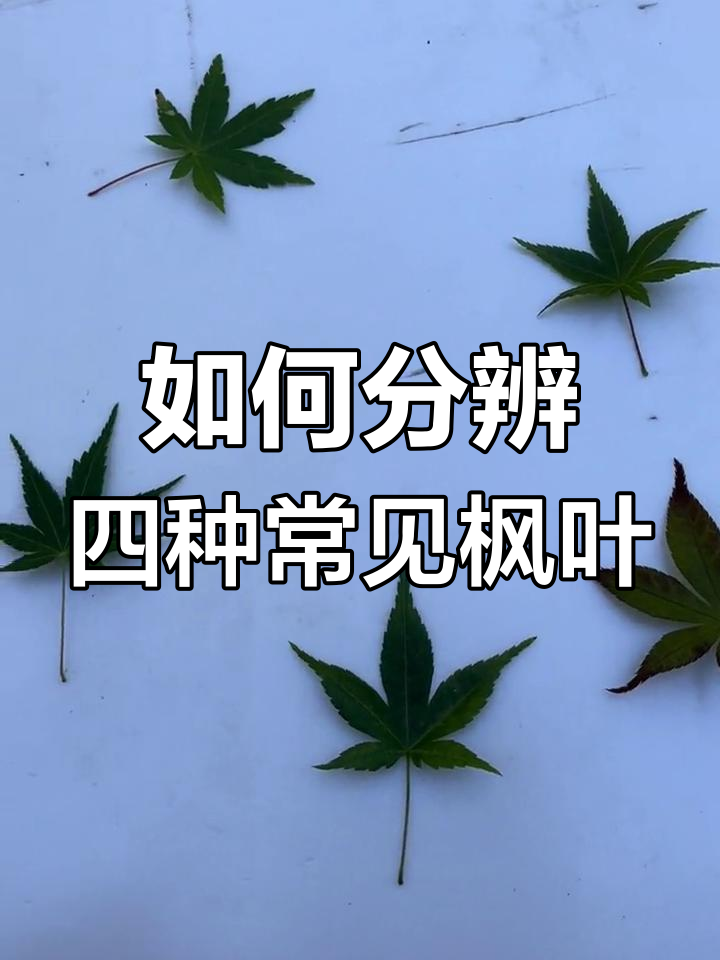 枫叶品种大揭秘:红舞姬、中华小叶红枫等四大经典如何区分