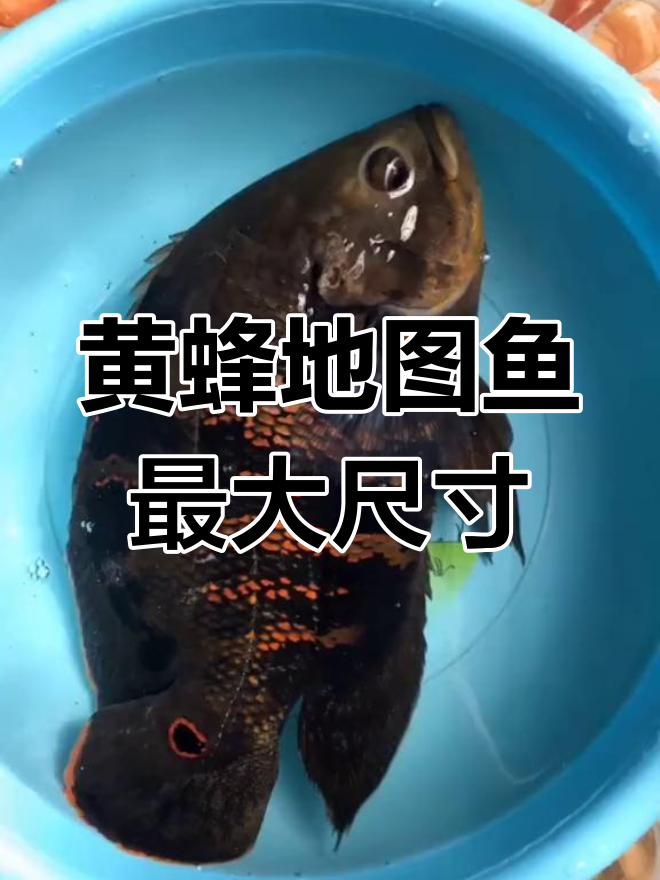 大黄蜂地图鱼能长到多大?揭秘生长极限