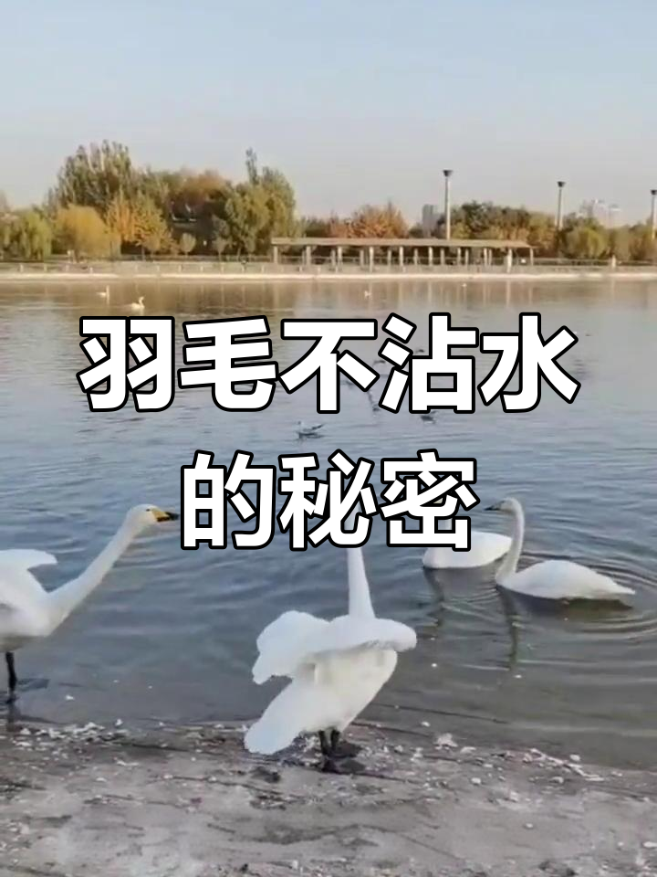 鸭鹅羽毛为何能漂浮水面