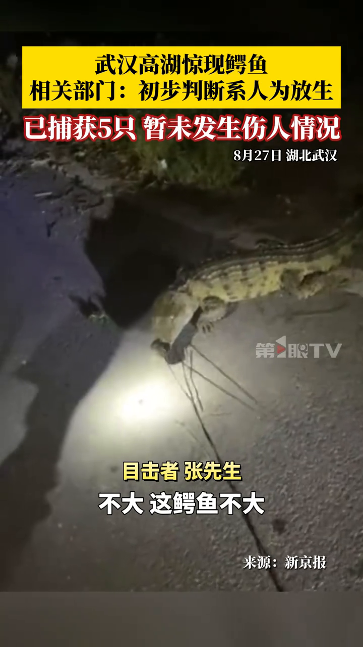 武汉高湖惊现鳄鱼,相关部门:初步判断系人为放生,已捕获5只