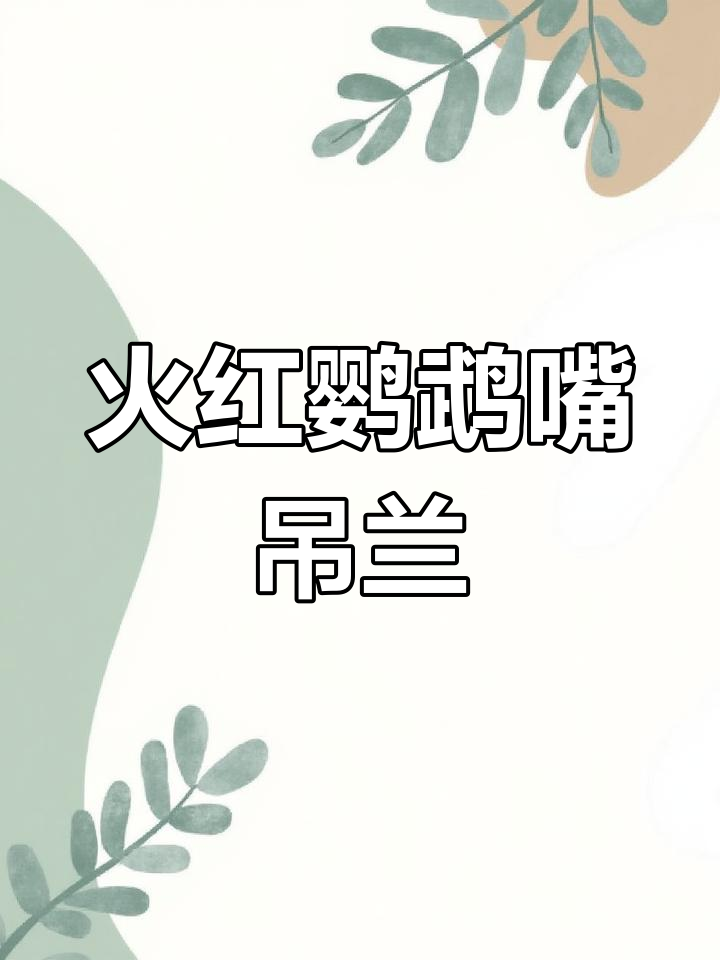 鹦鹉嘴吊兰:四季常绿,火焰般的花朵带来好运