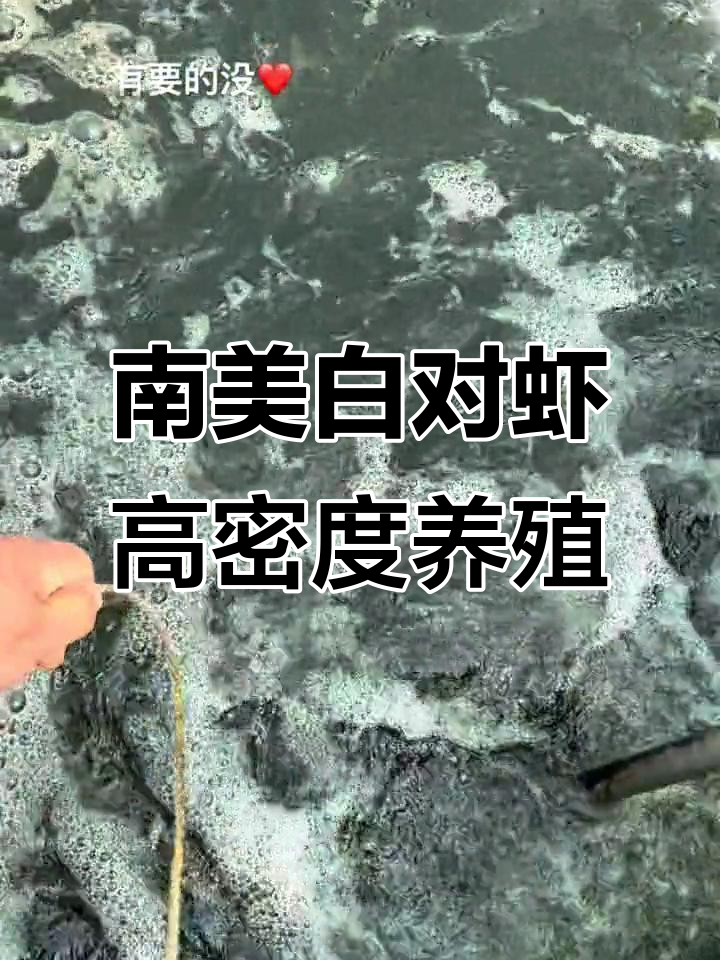 秋天收获满满,南美白对虾养殖基地迎来新突破