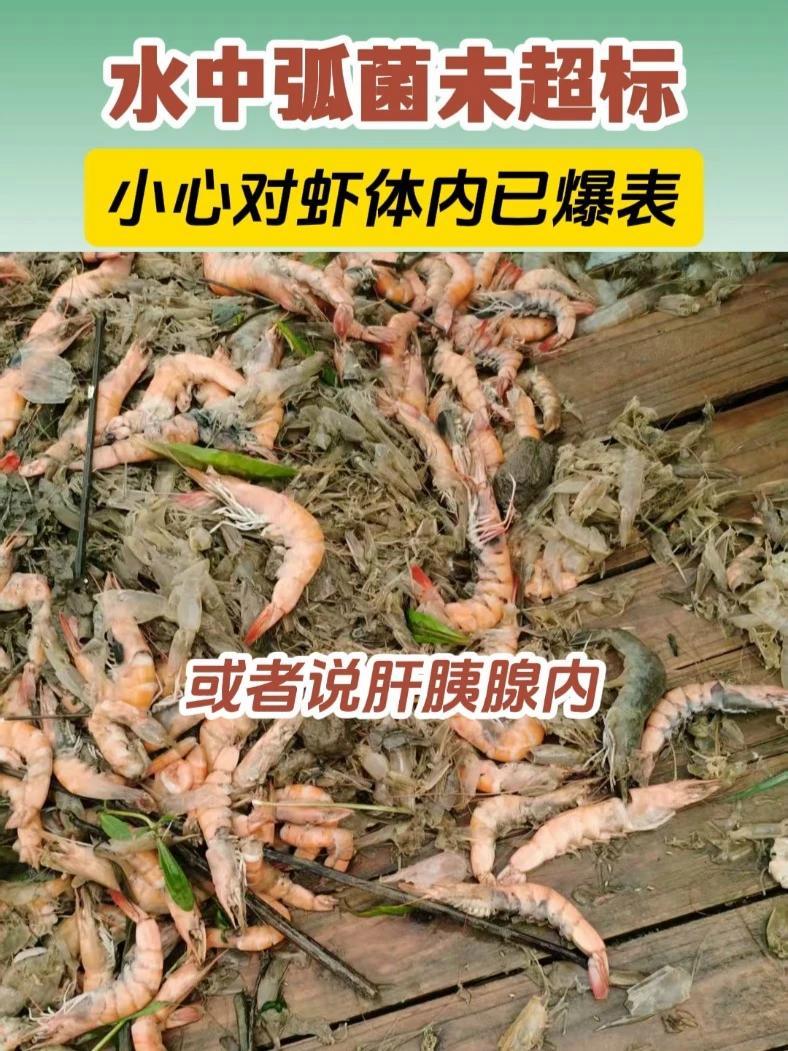 水中弧菌未超标,小心对虾体内已爆表!对虾弧菌防控 龙昌猎弧组合 南美白对虾养殖 龙昌动保官