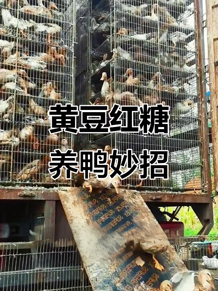 喂黄豆红糖,提升鸭蛋质量与产蛋率
