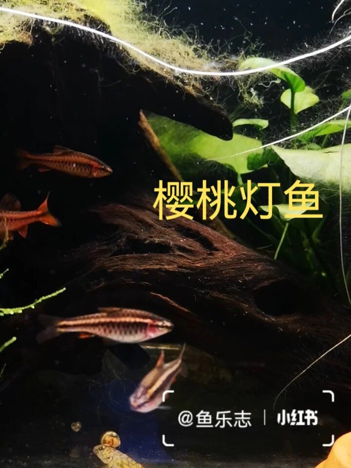 樱桃灯鱼繁殖