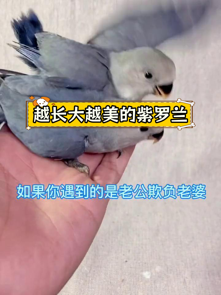 紫罗兰鹦鹉成长惊艳,从小灰到高冷美鸟