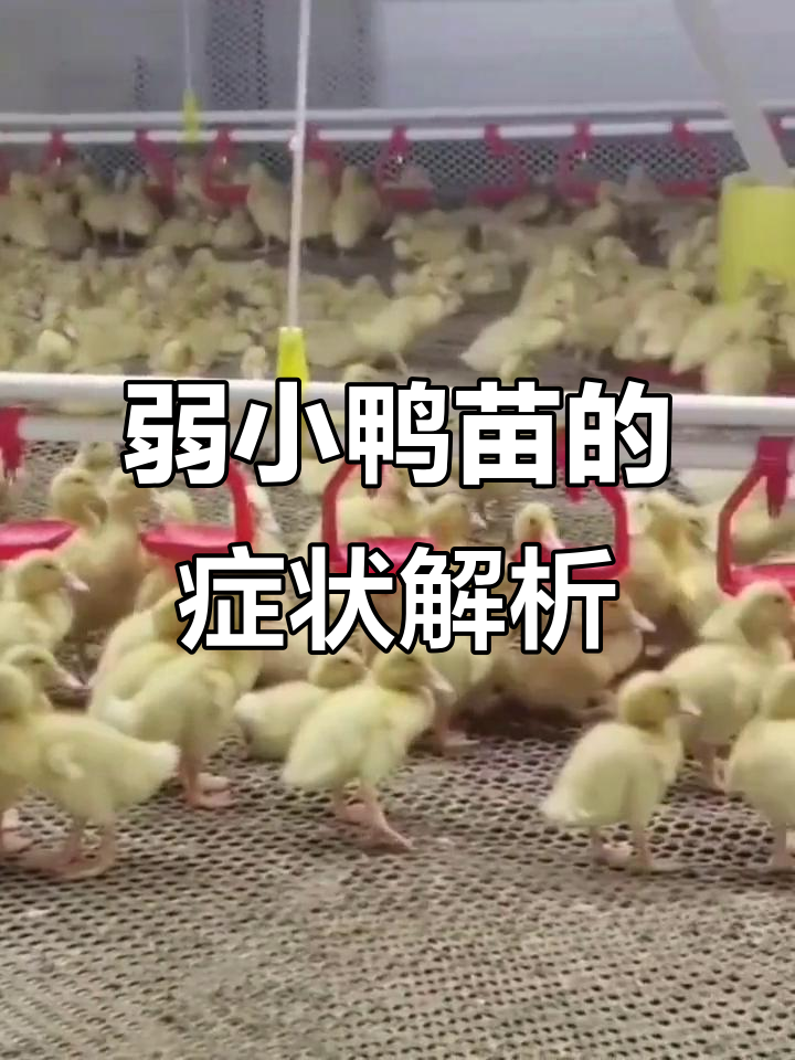 鸭苗翅膀耷拉、弓背缩脖，可能是这些原因
