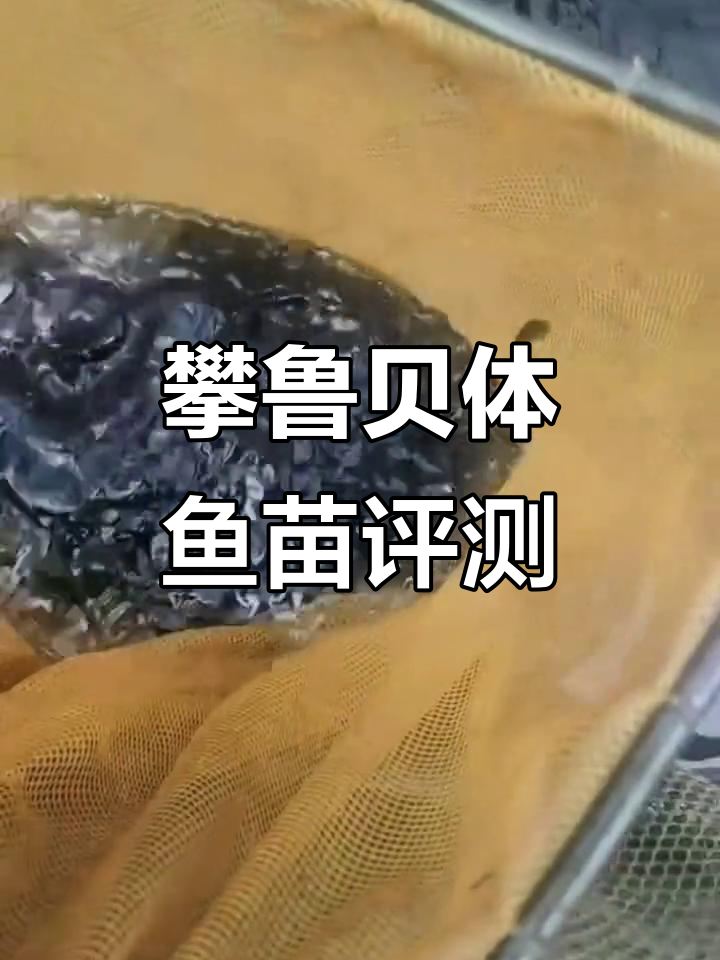 攀鲈鱼苗品质对比,三次打苗效果如何?