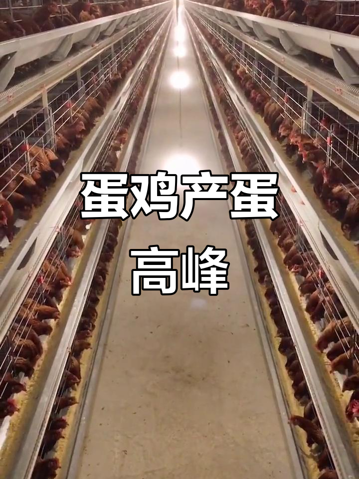 海兰褐蛋鸡产蛋量持续攀升,130天产量创新高