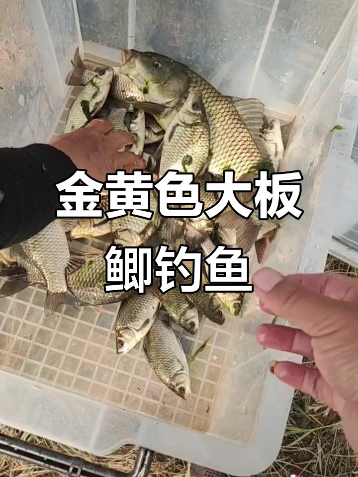 野河钓野生鲫鱼,金黄大板鲫频频上钩!