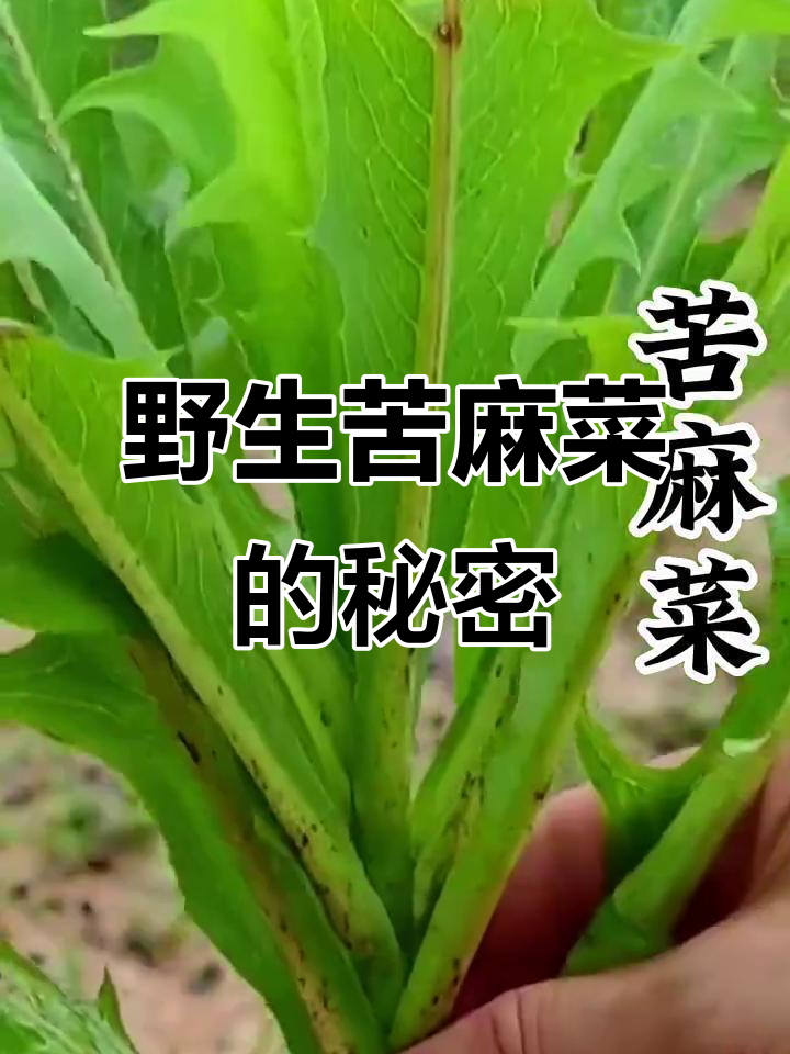 苦麻菜:营养丰富,比蒲公英更值得尝试的野菜