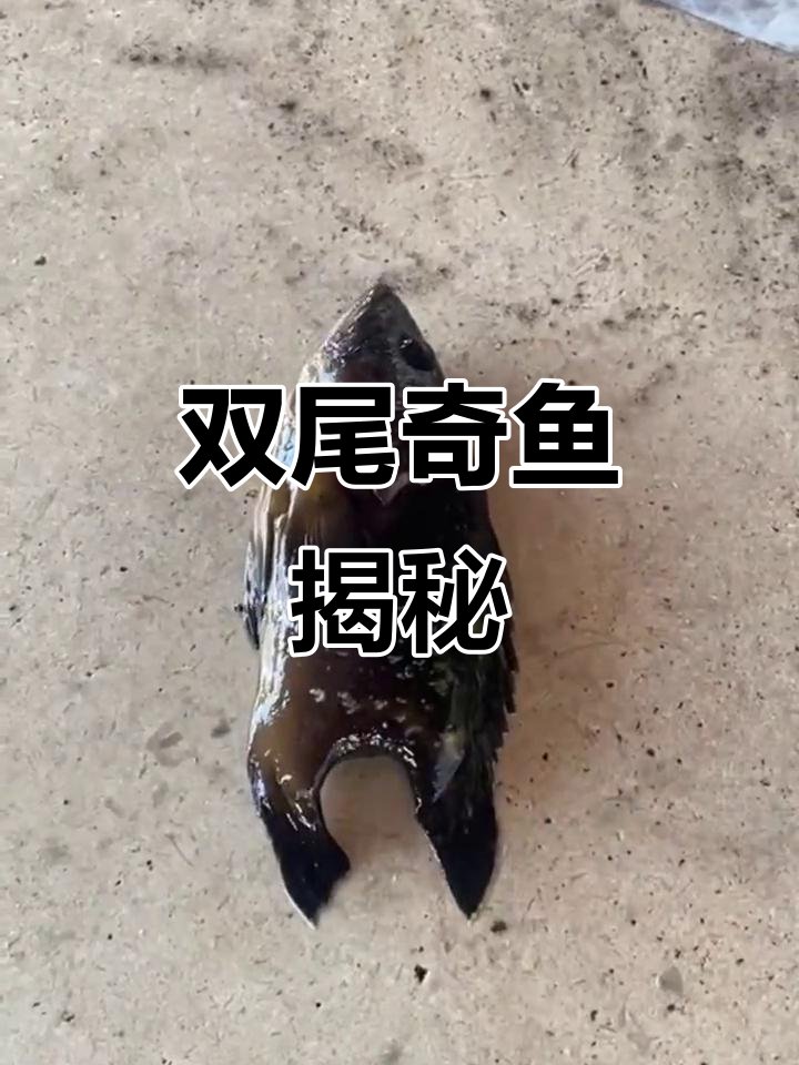这条双尾鱼太奇特了,谁见过?