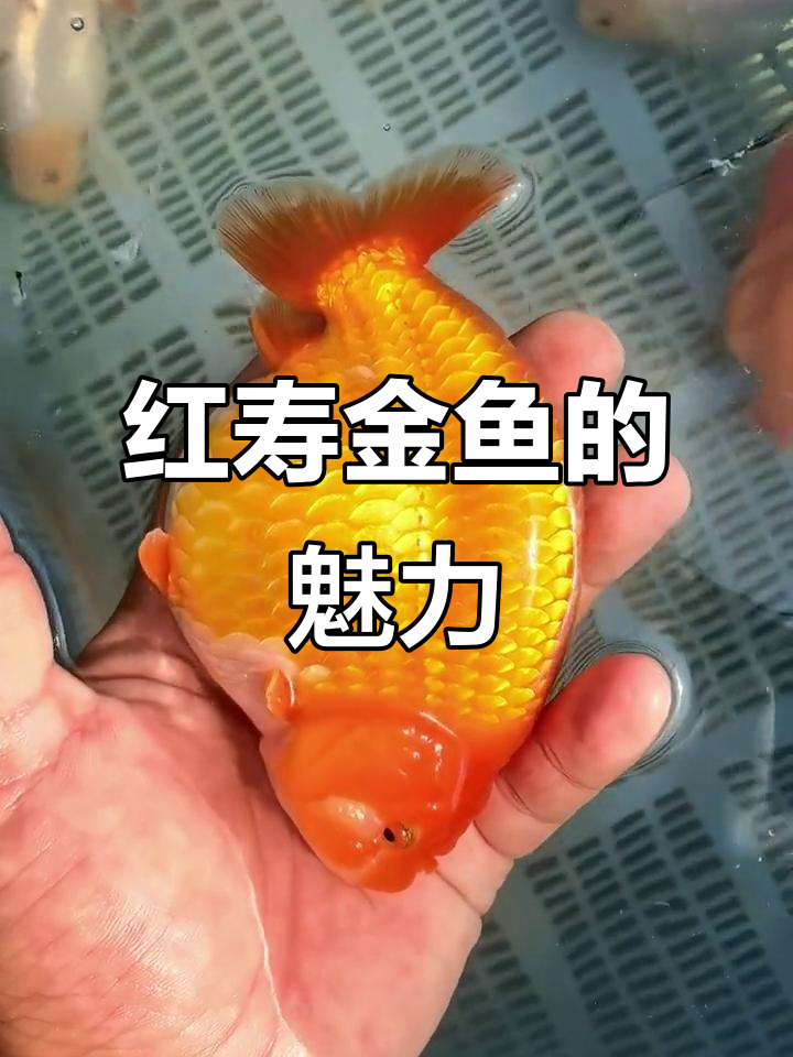 鳞片质感十足,红寿金鱼也能如此惊艳!