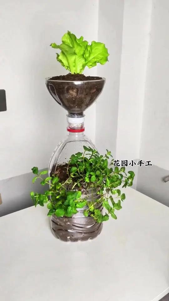 塑料瓶变废为宝做二层花盆种菜种花