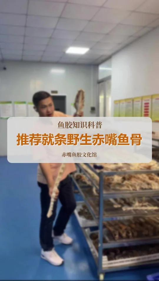 推荐一条野生赤嘴鱼骨标本
