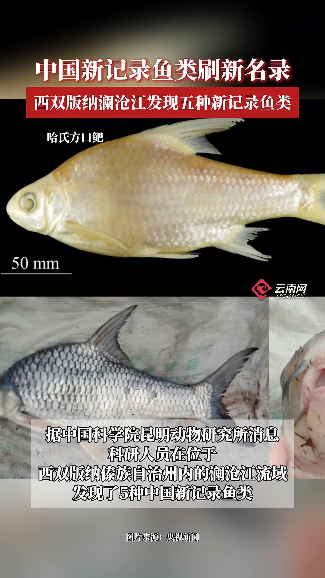中国新记录鱼类+5，云南西双版纳澜沧江流域有新发现。据中国科学院昆明动物研究所消息，近期科