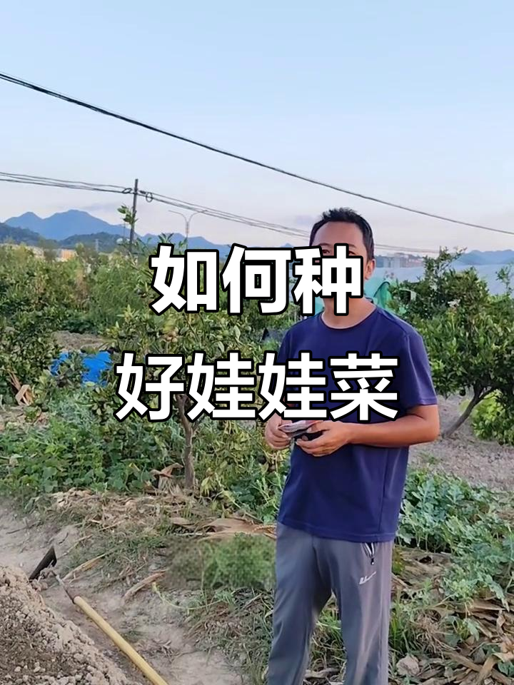 娃娃菜种植技巧:何时种、怎么种最合适