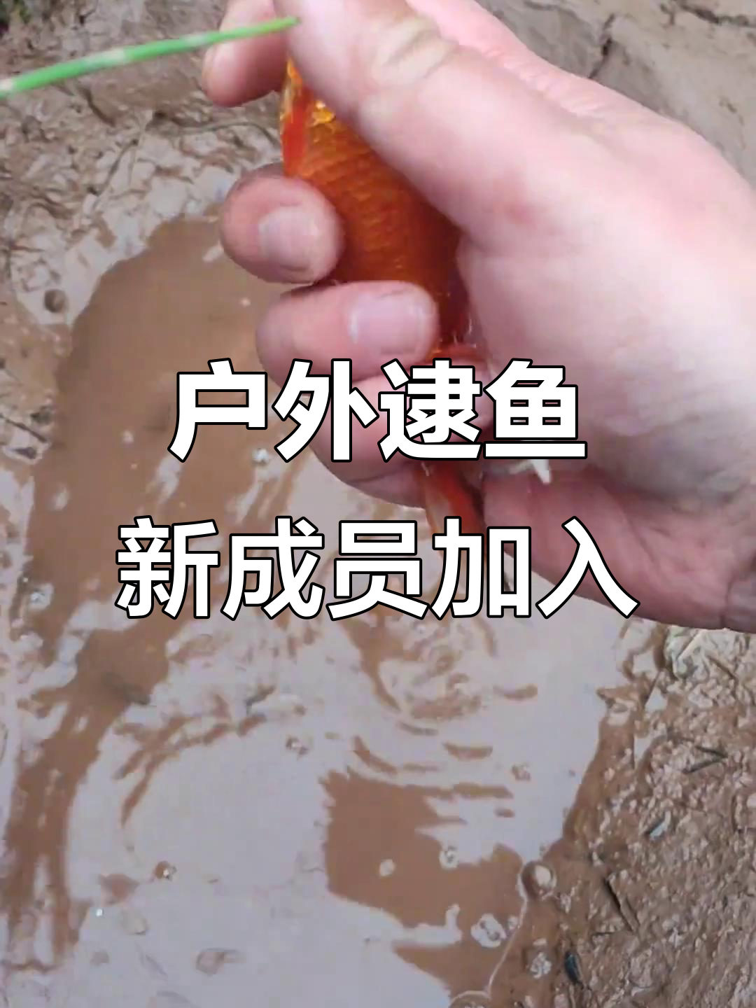 乡村抓鱼大冒险：意外发现三条尾巴的小红鱼